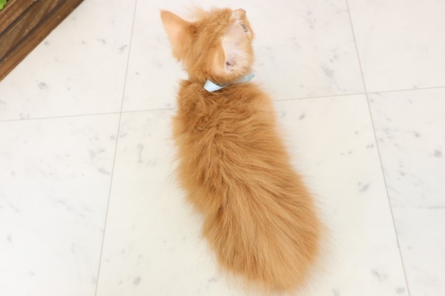 長崎県のミヌエット (Coo&RIKU長崎浜町店/2025年12月9日生まれ/男の子/レッドタビー)の子猫の4枚目の画像