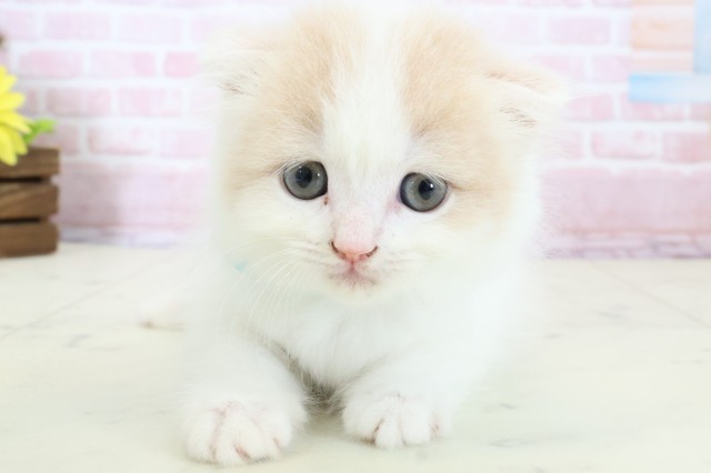 福岡県のスコティッシュフォールド (Coo&RIKUフォレストシティ春日店/2025年12月28日生まれ/男の子/クリームタビーホワイト)の子猫の1枚目の画像