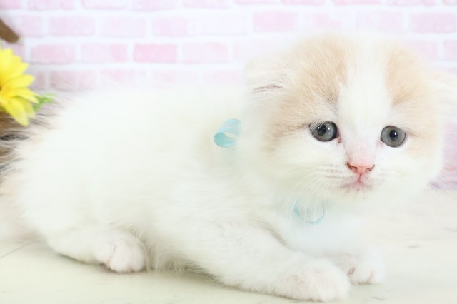 福岡県のスコティッシュフォールド (Coo&RIKUフォレストシティ春日店/2025年12月28日生まれ/男の子/クリームタビーホワイト)の子猫の2枚目の画像