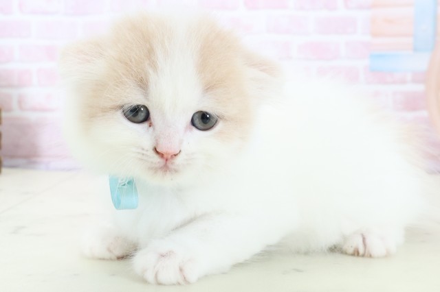 福岡県のスコティッシュフォールド (Coo&RIKUフォレストシティ春日店/2025年12月28日生まれ/男の子/クリームタビーホワイト)の子猫の3枚目の画像