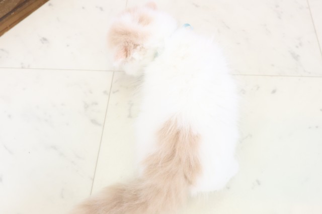 福岡県のスコティッシュフォールド (Coo&RIKUフォレストシティ春日店/2025年12月28日生まれ/男の子/クリームタビーホワイト)の子猫の4枚目の画像