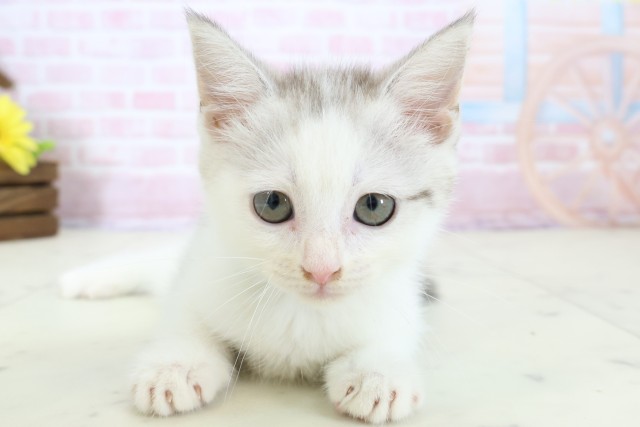 福岡県のマンチカン (Coo&RIKU小倉店/2025年12月21日生まれ/男の子/シルバータビーホワイト)の子猫の1枚目の画像