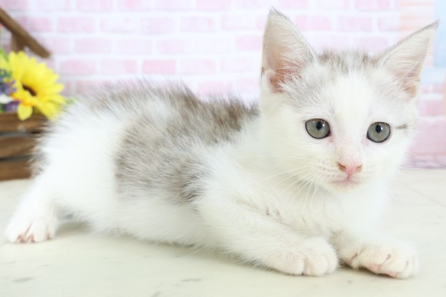 福岡県のマンチカン (Coo&RIKU小倉店/2025年12月21日生まれ/男の子/シルバータビーホワイト)の子猫の2枚目の画像