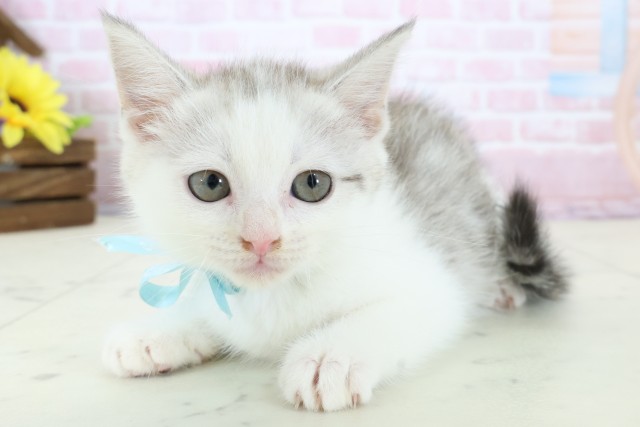 福岡県のマンチカン (Coo&RIKU小倉店/2025年12月21日生まれ/男の子/シルバータビーホワイト)の子猫の3枚目の画像