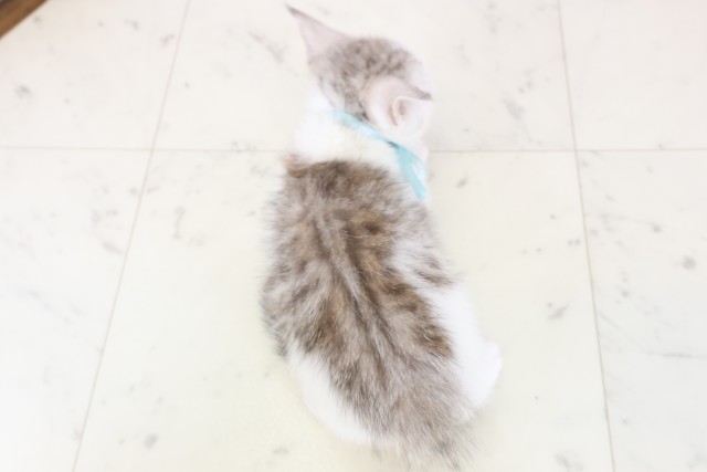 福岡県のマンチカン (Coo&RIKU小倉店/2025年12月21日生まれ/男の子/シルバータビーホワイト)の子猫の4枚目の画像