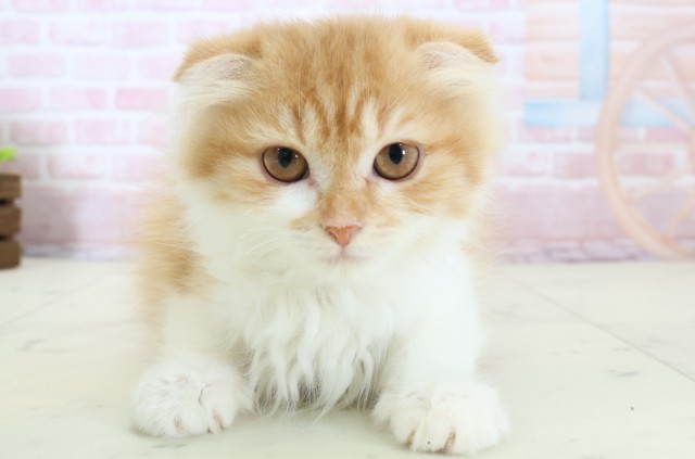 福岡県のスコティッシュフォールド (Coo&RIKU小倉店/2025年11月9日生まれ/女の子/レッドタビーホワイト)の子猫の1枚目の画像