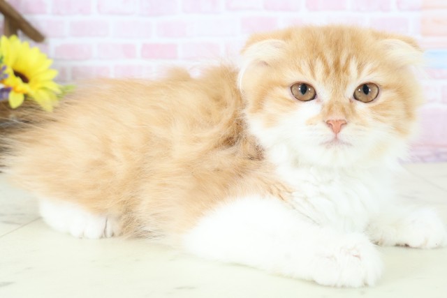 福岡県のスコティッシュフォールド (Coo&RIKU小倉店/2025年11月9日生まれ/女の子/レッドタビーホワイト)の子猫の2枚目の画像