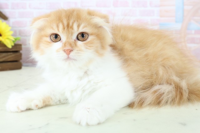 福岡県のスコティッシュフォールド (Coo&RIKU小倉店/2025年11月9日生まれ/女の子/レッドタビーホワイト)の子猫の3枚目の画像