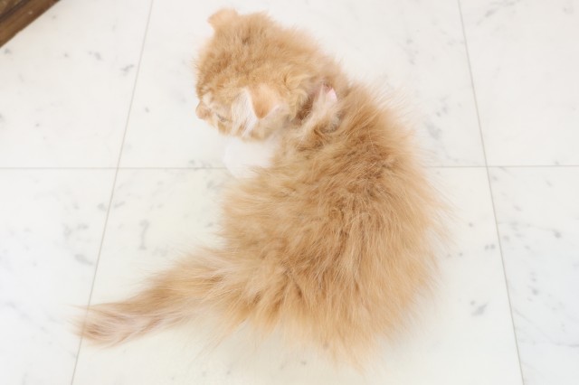 福岡県のスコティッシュフォールド (Coo&RIKU小倉店/2025年11月9日生まれ/女の子/レッドタビーホワイト)の子猫の4枚目の画像