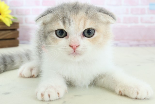 福岡県のフォールデックス (Coo&RIKU久留米店/2025年12月28日生まれ/女の子/ダイリュートキャリコ)の子猫の1枚目の画像