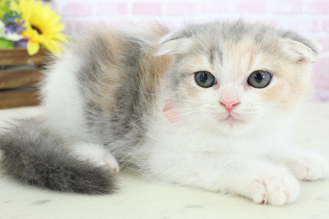 福岡県のフォールデックス (Coo&RIKU久留米店/2025年12月28日生まれ/女の子/ダイリュートキャリコ)の子猫の2枚目の画像