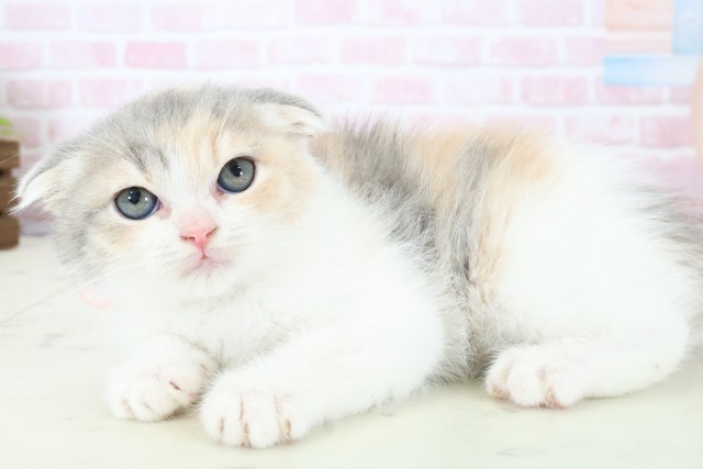 福岡県のフォールデックス (Coo&RIKU久留米店/2025年12月28日生まれ/女の子/ダイリュートキャリコ)の子猫の3枚目の画像