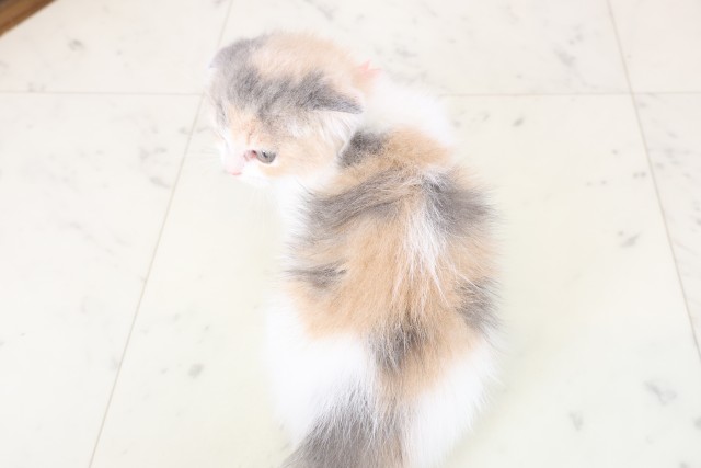 福岡県のフォールデックス (Coo&RIKU久留米店/2025年12月28日生まれ/女の子/ダイリュートキャリコ)の子猫の4枚目の画像