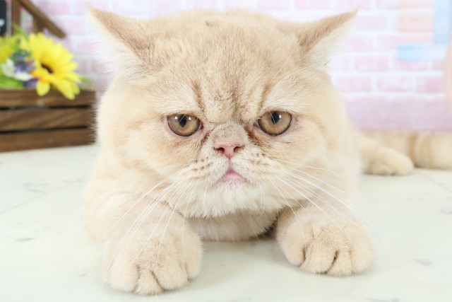 佐賀県のエキゾチック (Coo&RIKU佐賀神埼店/2025年10月23日生まれ/男の子/クリームタビー)の子猫の1枚目の画像