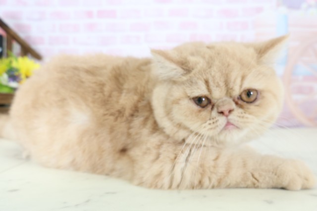 佐賀県のエキゾチック (Coo&RIKU佐賀神埼店/2025年10月23日生まれ/男の子/クリームタビー)の子猫の2枚目の画像