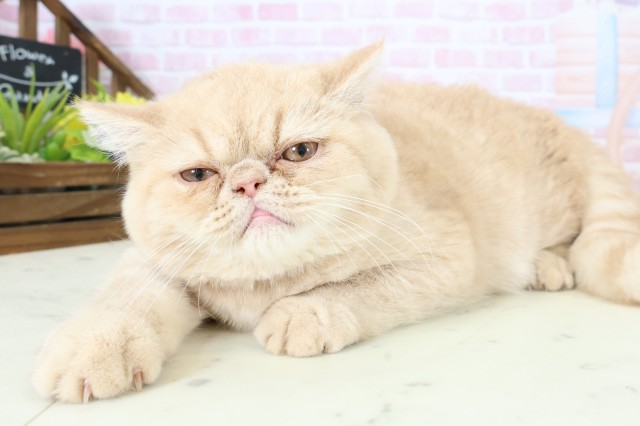 佐賀県のエキゾチック (Coo&RIKU佐賀神埼店/2025年10月23日生まれ/男の子/クリームタビー)の子猫の3枚目の画像