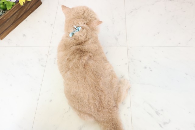 佐賀県のエキゾチック (Coo&RIKU佐賀神埼店/2025年10月23日生まれ/男の子/クリームタビー)の子猫の4枚目の画像