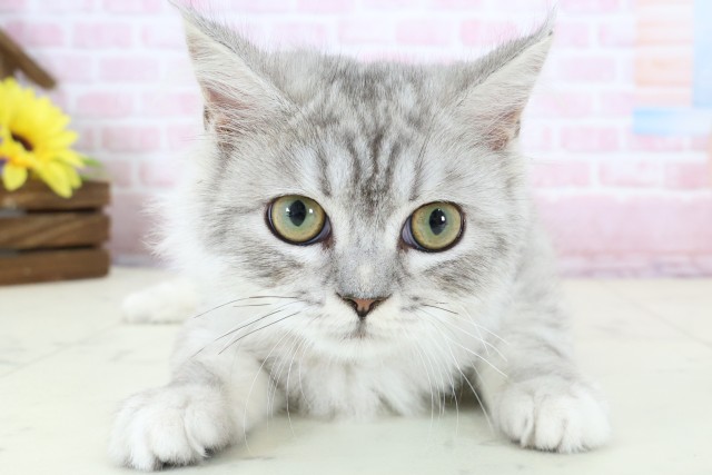 鹿児島県のサイベリアン (Coo&RIKU鹿屋店/2025年10月6日生まれ/男の子/シルバータビーホワイト)の子猫の1枚目の画像