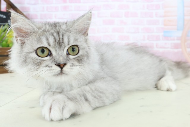 鹿児島県のサイベリアン (Coo&RIKU鹿屋店/2025年10月6日生まれ/男の子/シルバータビーホワイト)の子猫の3枚目の画像