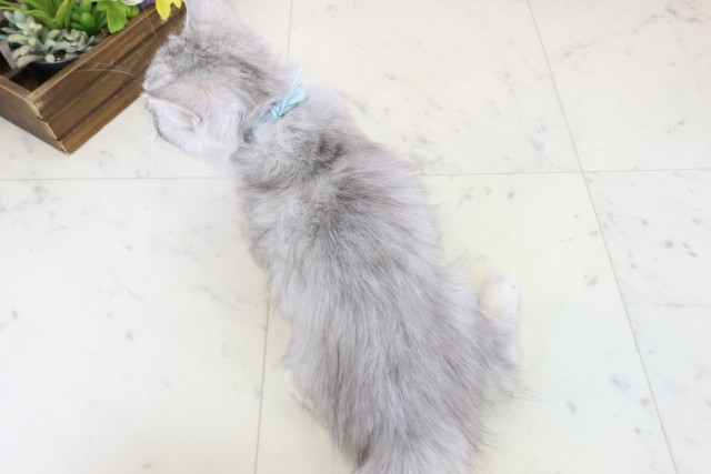 鹿児島県のサイベリアン (Coo&RIKU鹿屋店/2025年10月6日生まれ/男の子/シルバータビーホワイト)の子猫の4枚目の画像