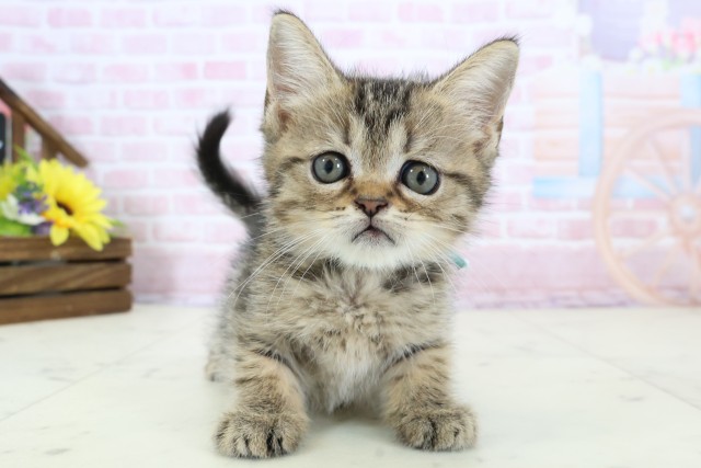 福岡県のフォールデックス (Coo&RIKU筑後店/2025年12月29日生まれ/男の子/ブラウンタビー)の子猫の1枚目の画像