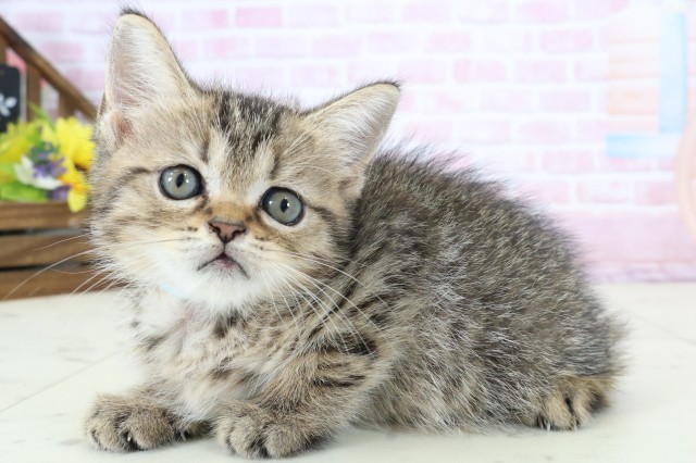 福岡県のフォールデックス (Coo&RIKU筑後店/2025年12月29日生まれ/男の子/ブラウンタビー)の子猫の3枚目の画像