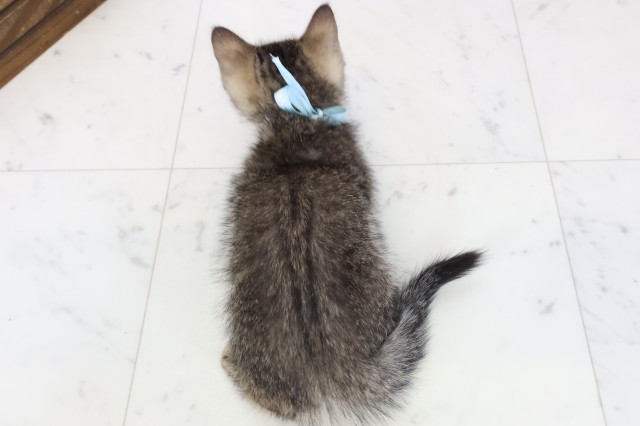 福岡県のフォールデックス (Coo&RIKU筑後店/2025年12月29日生まれ/男の子/ブラウンタビー)の子猫の4枚目の画像