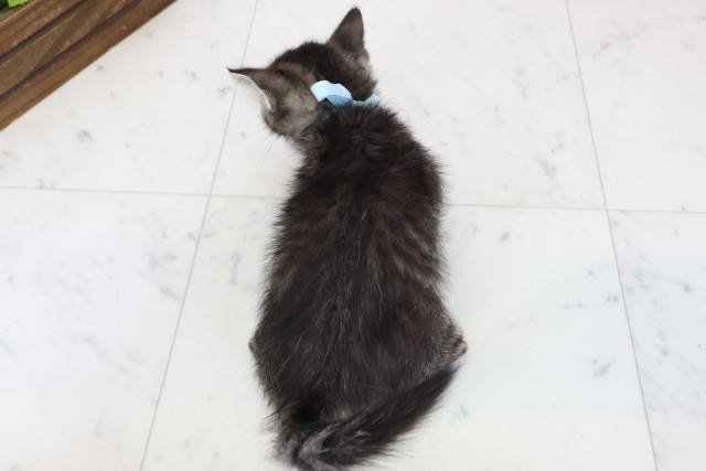 福岡県のフォールデックス (Coo&RIKU福岡西店/2025年12月29日生まれ/男の子/ブラウンタビー)の子猫の4枚目の画像