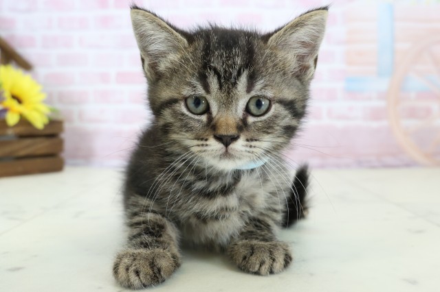 熊本県のフォールデックス (Coo&RIKUカリーノ玉名店/2025年12月29日生まれ/男の子/ブラウンタビー)の子猫の1枚目の画像