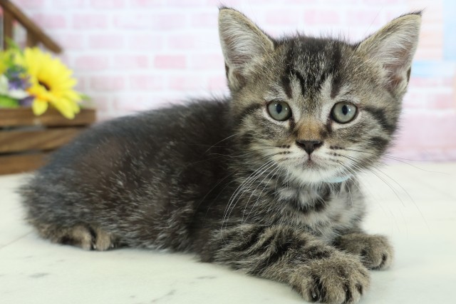 熊本県のフォールデックス (Coo&RIKUカリーノ玉名店/2025年12月29日生まれ/男の子/ブラウンタビー)の子猫の2枚目の画像