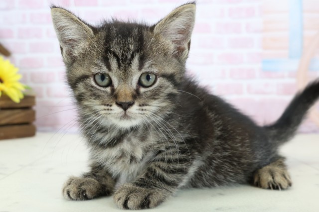 熊本県のフォールデックス (Coo&RIKUカリーノ玉名店/2025年12月29日生まれ/男の子/ブラウンタビー)の子猫の3枚目の画像