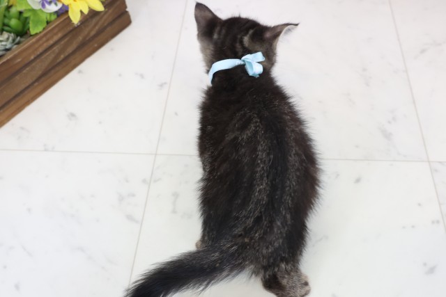 熊本県のフォールデックス (Coo&RIKUカリーノ玉名店/2025年12月29日生まれ/男の子/ブラウンタビー)の子猫の4枚目の画像