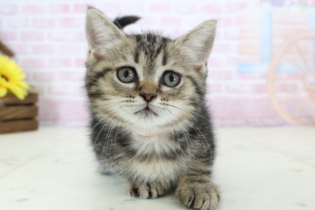 宮崎県のフォールデックス (Coo&RIKU宮崎店/2025年12月29日生まれ/女の子/ブラウンタビー)の子猫の1枚目の画像