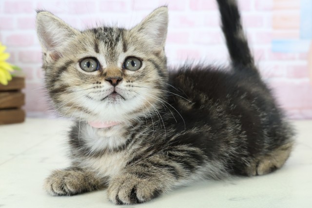 宮崎県のフォールデックス (Coo&RIKU宮崎店/2025年12月29日生まれ/女の子/ブラウンタビー)の子猫の3枚目の画像