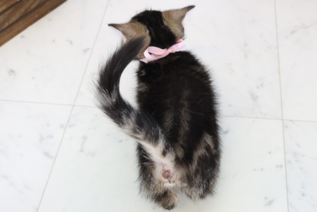 宮崎県のフォールデックス (Coo&RIKU宮崎店/2025年12月29日生まれ/女の子/ブラウンタビー)の子猫の4枚目の画像