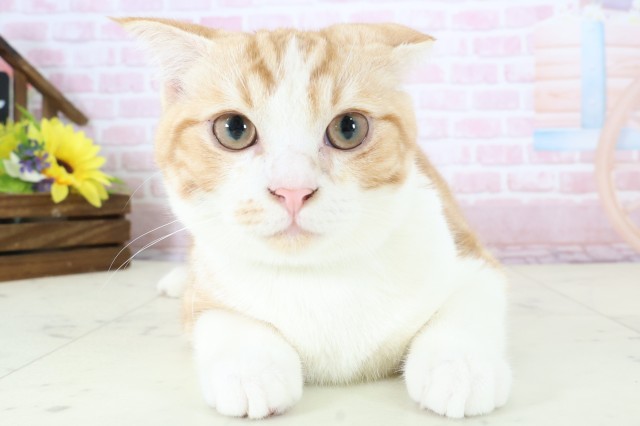 長崎県のスコティッシュフォールド (Coo&RIKU長崎浜町店/2025年10月3日生まれ/男の子/レッドタビーホワイト)の子猫の1枚目の画像