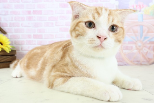 長崎県のスコティッシュフォールド (Coo&RIKU長崎浜町店/2025年10月3日生まれ/男の子/レッドタビーホワイト)の子猫の2枚目の画像