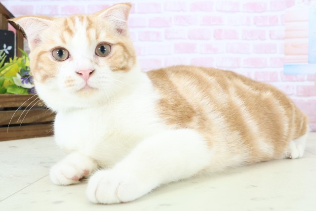 長崎県のスコティッシュフォールド (Coo&RIKU長崎浜町店/2025年10月3日生まれ/男の子/レッドタビーホワイト)の子猫の3枚目の画像