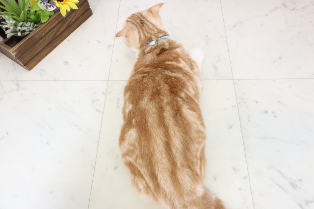 長崎県のスコティッシュフォールド (Coo&RIKU長崎浜町店/2025年10月3日生まれ/男の子/レッドタビーホワイト)の子猫の4枚目の画像