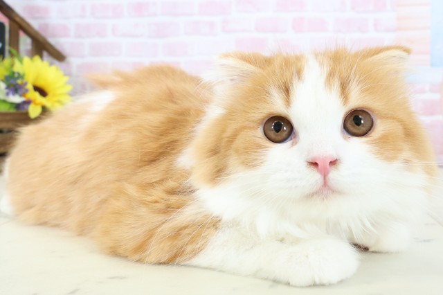 福岡県のスコティッシュフォールド (Coo&RIKUゆめタウン飯塚店/2025年9月29日生まれ/女の子/レッドタビーホワイト)の子猫の2枚目の画像