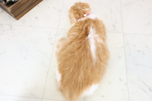 福岡県のスコティッシュフォールド (Coo&RIKUゆめタウン飯塚店/2025年9月29日生まれ/女の子/レッドタビーホワイト)の子猫の4枚目の画像