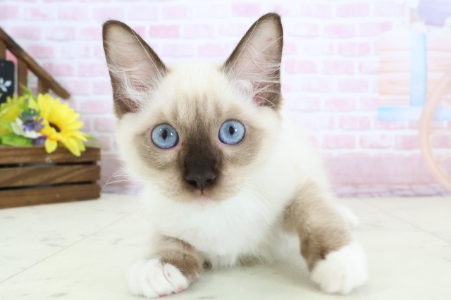 熊本県のラグドール (Coo&RIKUイオンモール宇城店/2025年11月21日生まれ/男の子/シールポイントミテッド)の子猫の1枚目の画像