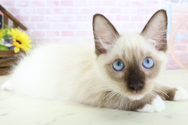 熊本県のラグドール (Coo&RIKUイオンモール宇城店/2025年11月21日生まれ/男の子/シールポイントミテッド)の子猫の2枚目の画像