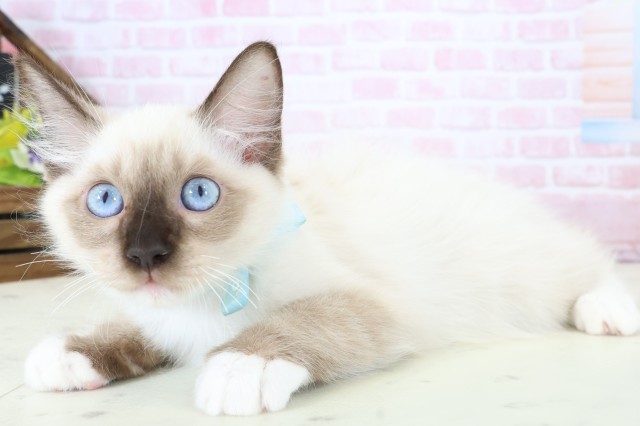 熊本県のラグドール (Coo&RIKUイオンモール宇城店/2025年11月21日生まれ/男の子/シールポイントミテッド)の子猫の3枚目の画像