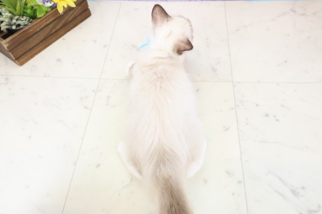 熊本県のラグドール (Coo&RIKUイオンモール宇城店/2025年11月21日生まれ/男の子/シールポイントミテッド)の子猫の4枚目の画像