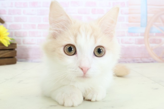 熊本県のマンチカン (Coo&RIKU熊本店/2025年11月9日生まれ/女の子/クリームタビーホワイト)の子猫の1枚目の画像