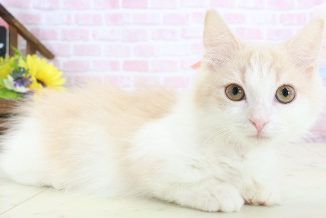 熊本県のマンチカン (Coo&RIKU熊本店/2025年11月9日生まれ/女の子/クリームタビーホワイト)の子猫の2枚目の画像