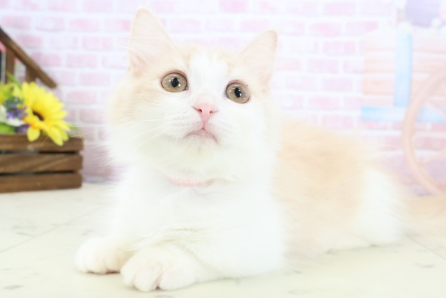 熊本県のマンチカン (Coo&RIKU熊本店/2025年11月9日生まれ/女の子/クリームタビーホワイト)の子猫の3枚目の画像