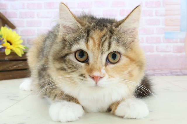 熊本県のサイベリアン (Coo&RIKU熊本店/2025年9月26日生まれ/女の子/トービーホワイト)の子猫の1枚目の画像