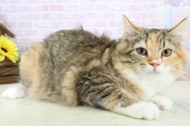 熊本県のサイベリアン (Coo&RIKU熊本店/2025年9月26日生まれ/女の子/トービーホワイト)の子猫の2枚目の画像